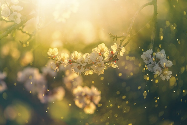 Expert Tips to Relieve Spring Allergies