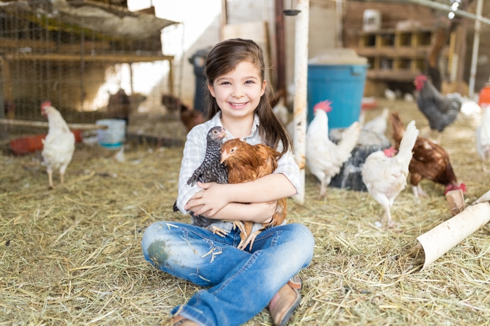 Spending time with chickens can be therapeutic