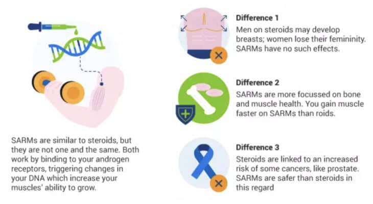 All the pieces You Must Know About Selective Androgen Receptor Modulators