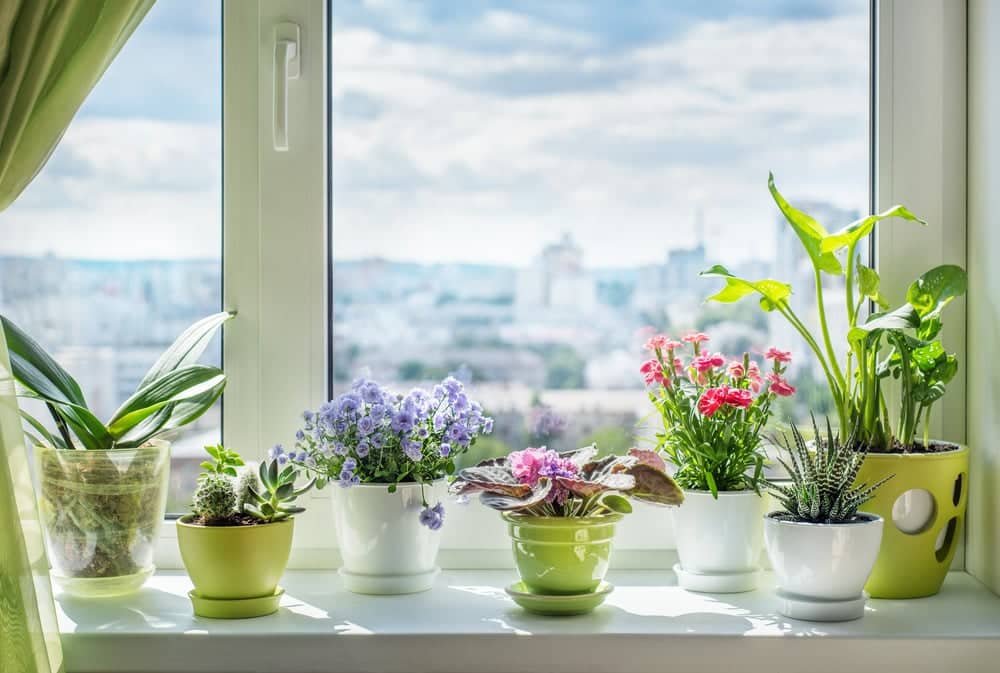These houseplants can promote the standard of your sleep