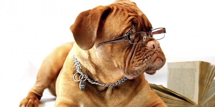 Scientists say having pets within the workplace can cut back stress and make you extra productive