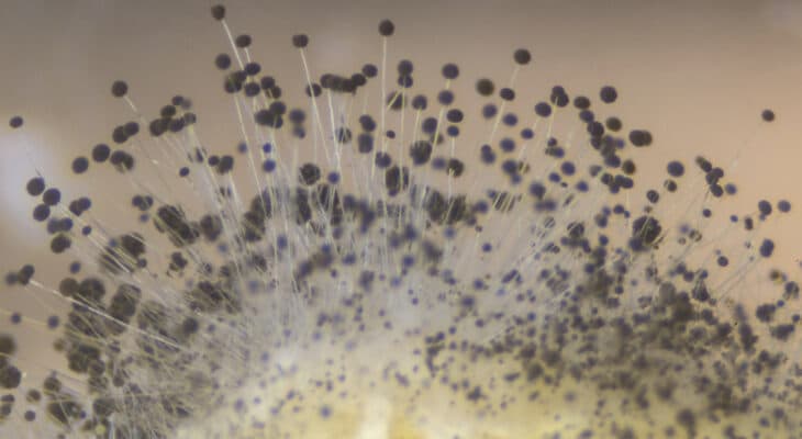 What’s Mildew, and How can it Make You Sick?